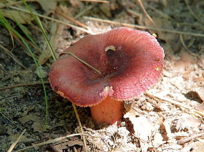 [The mushroom has a wide stem with a large but thin cap on it. The color is a pinkish purple with lighter color at the edges of the cap.]